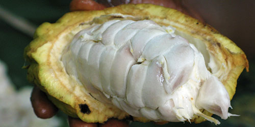 The Chocolate Making Process - Cacao Beans