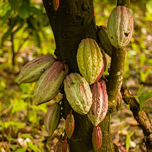 Chocolate In The Olden Days - Cacao Tree