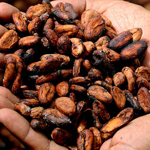 Chocolate In The Olden Days - Cocoa Beans